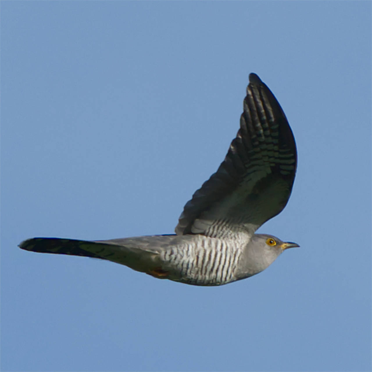 Kuckuck (20.04.2025)