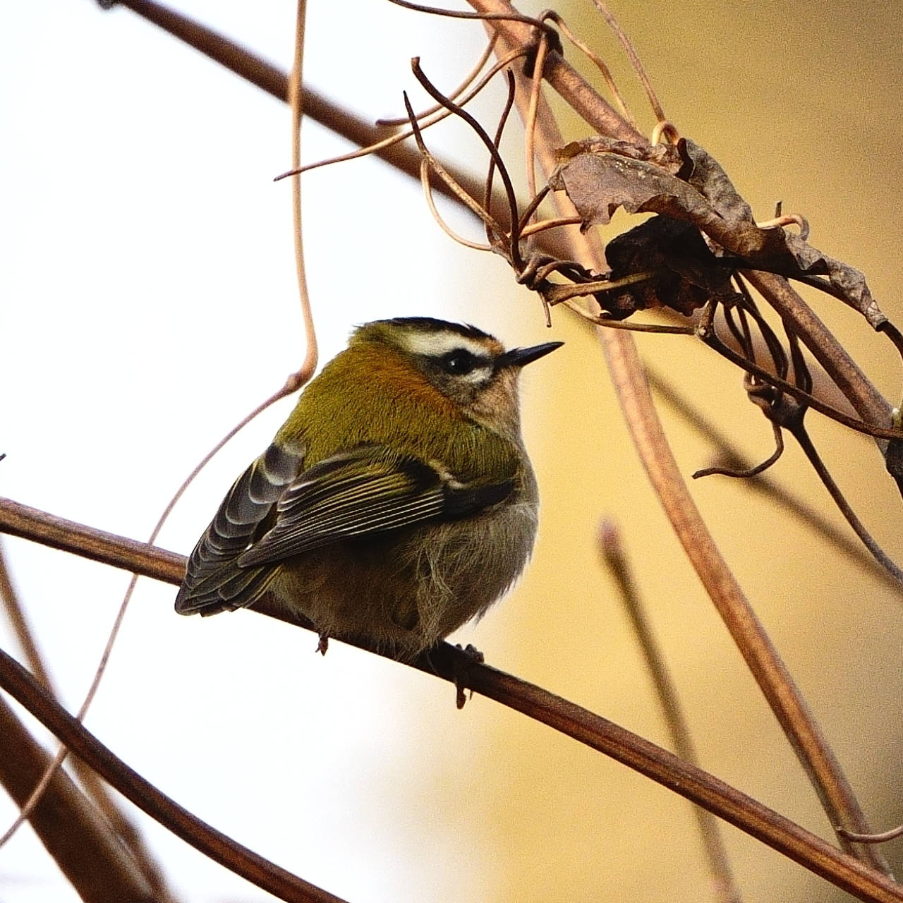 Sommergoldhähnchen (29.12.2023)
