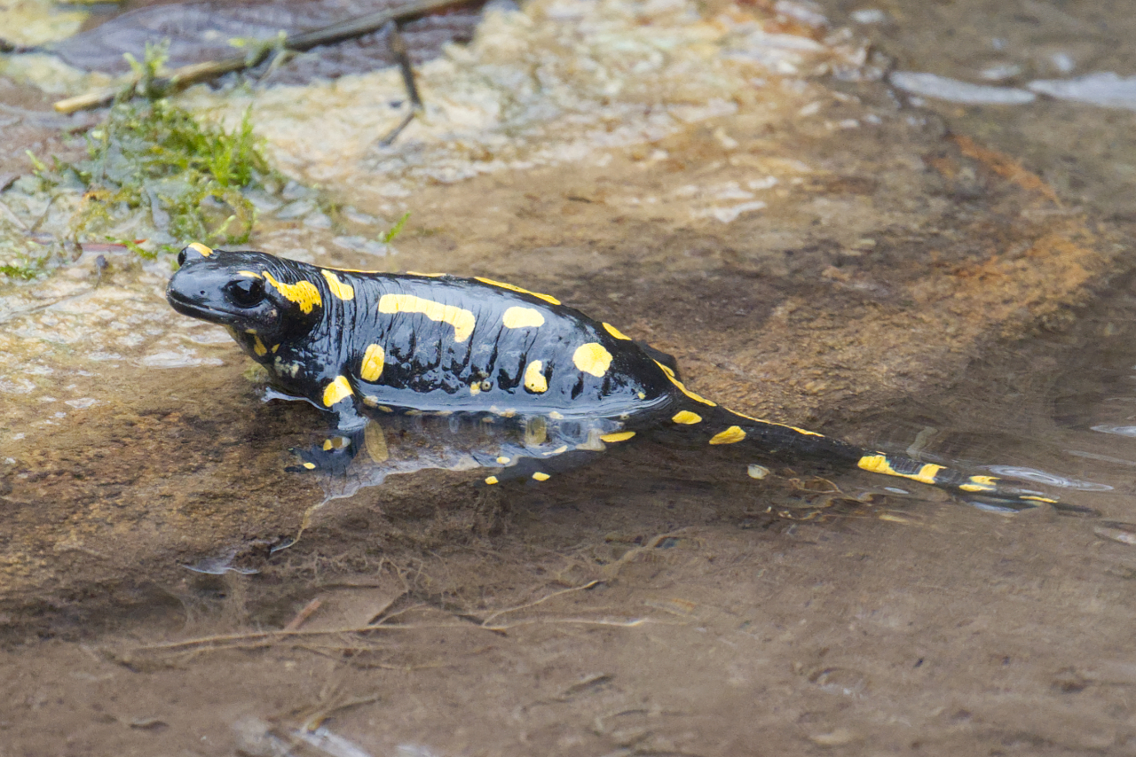 Feuersalamander im Rohrbach bei Bruchsal