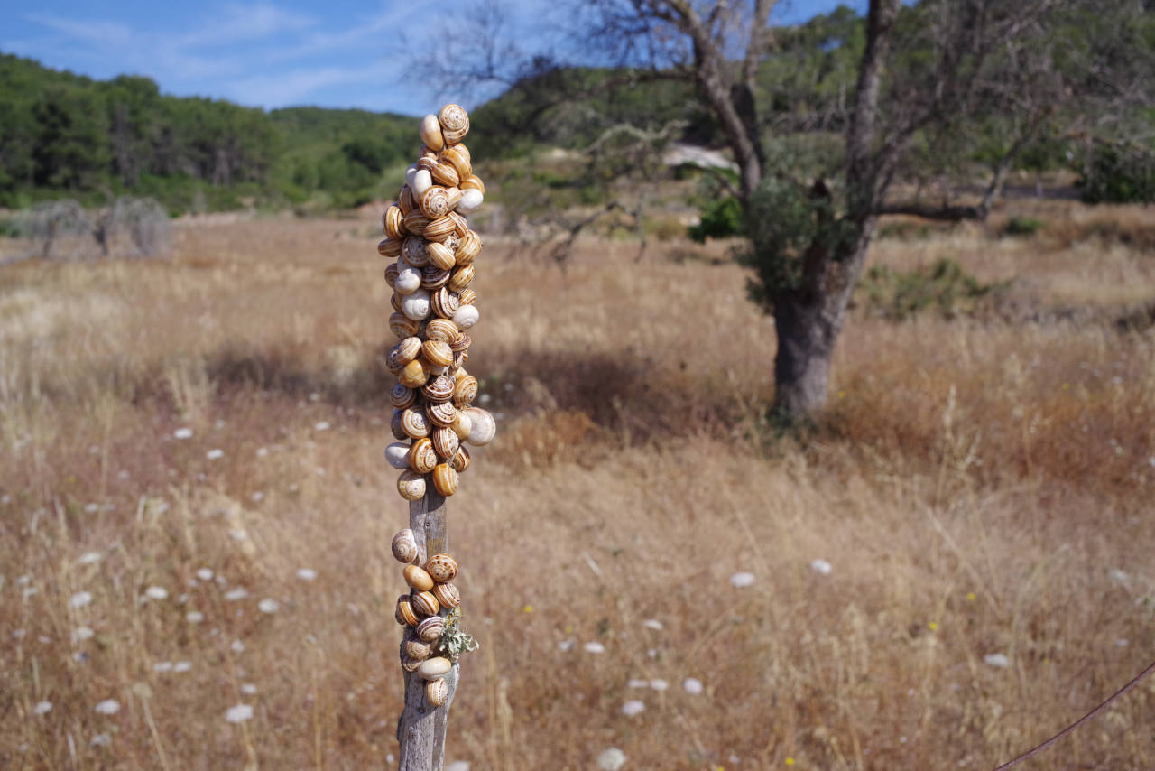 Schneckenversammlung, Ibiza 