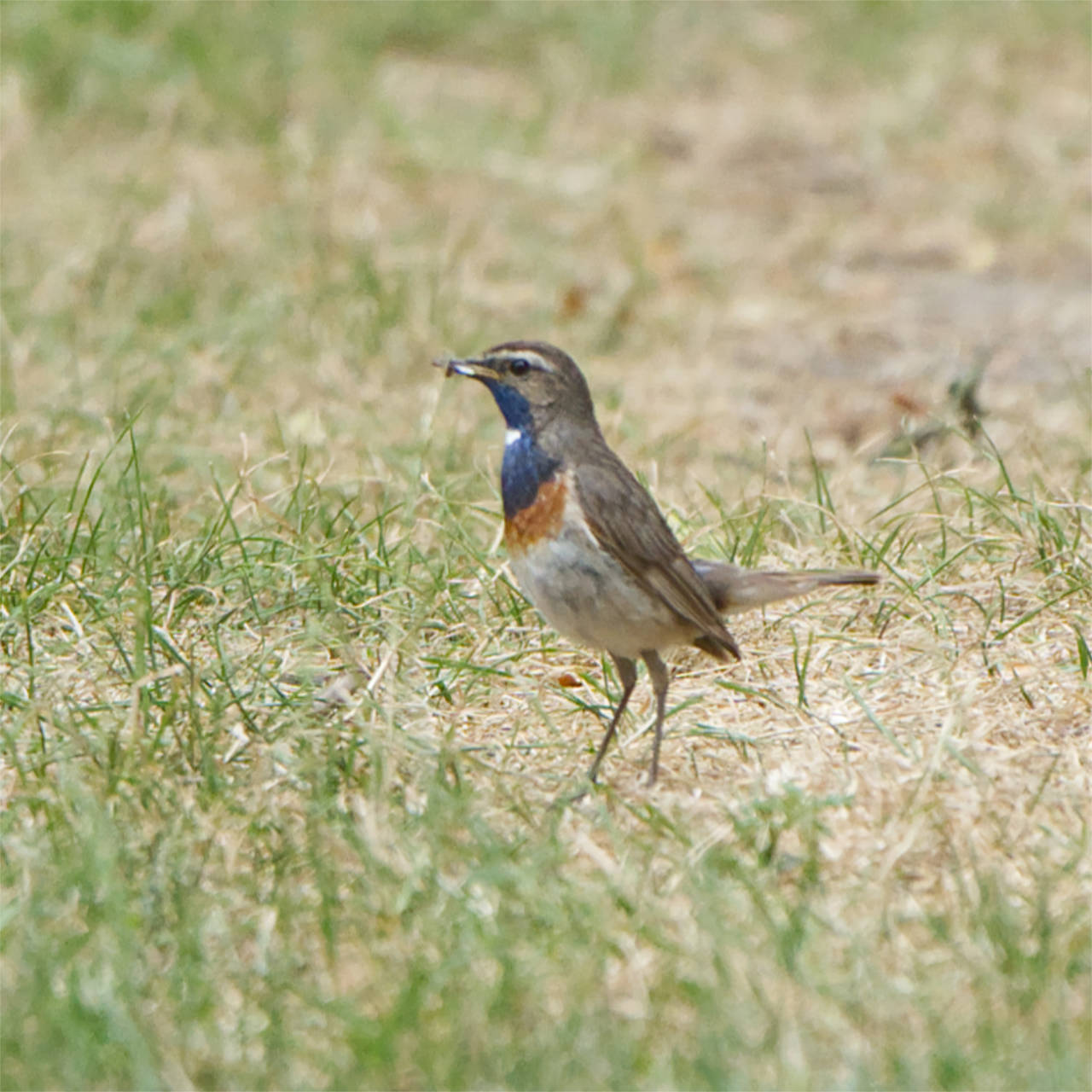 Blaukehlchen in der Wagbachniederung (06.07.2025)