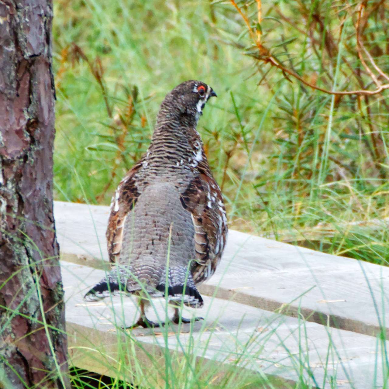 Haselhuhn im Lahemaa Nationalpark