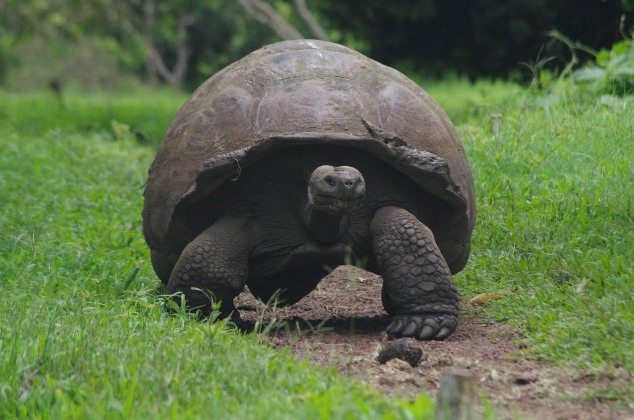 Galapagos-Riesenschildkröte