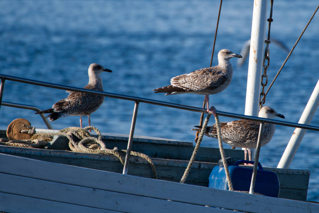 Möwen auf einem Fischerboot