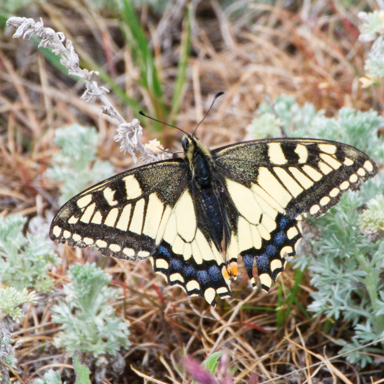 Schmetterling. Nicht ganz sicher, eventuell ein Schwalbenschwanz.