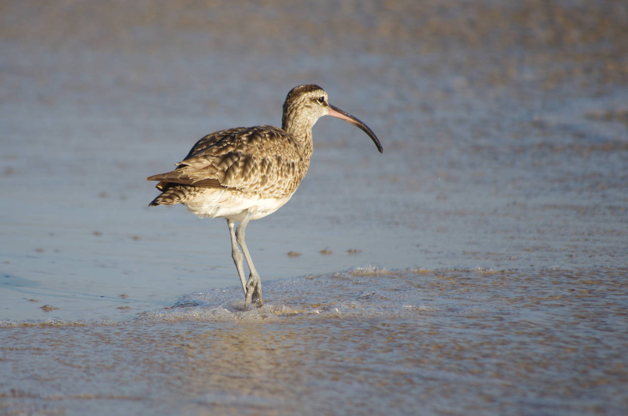 Strandläufer