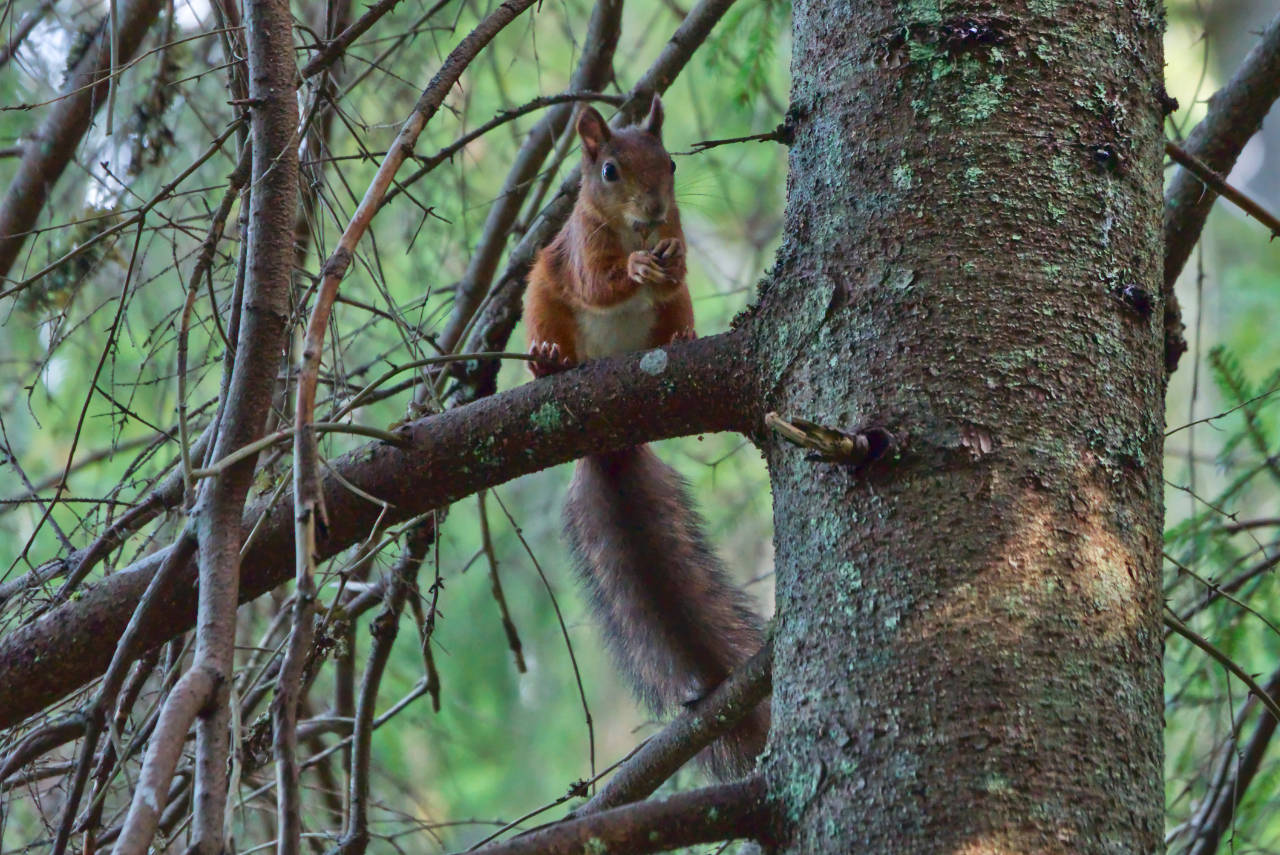 Eichhörnchen