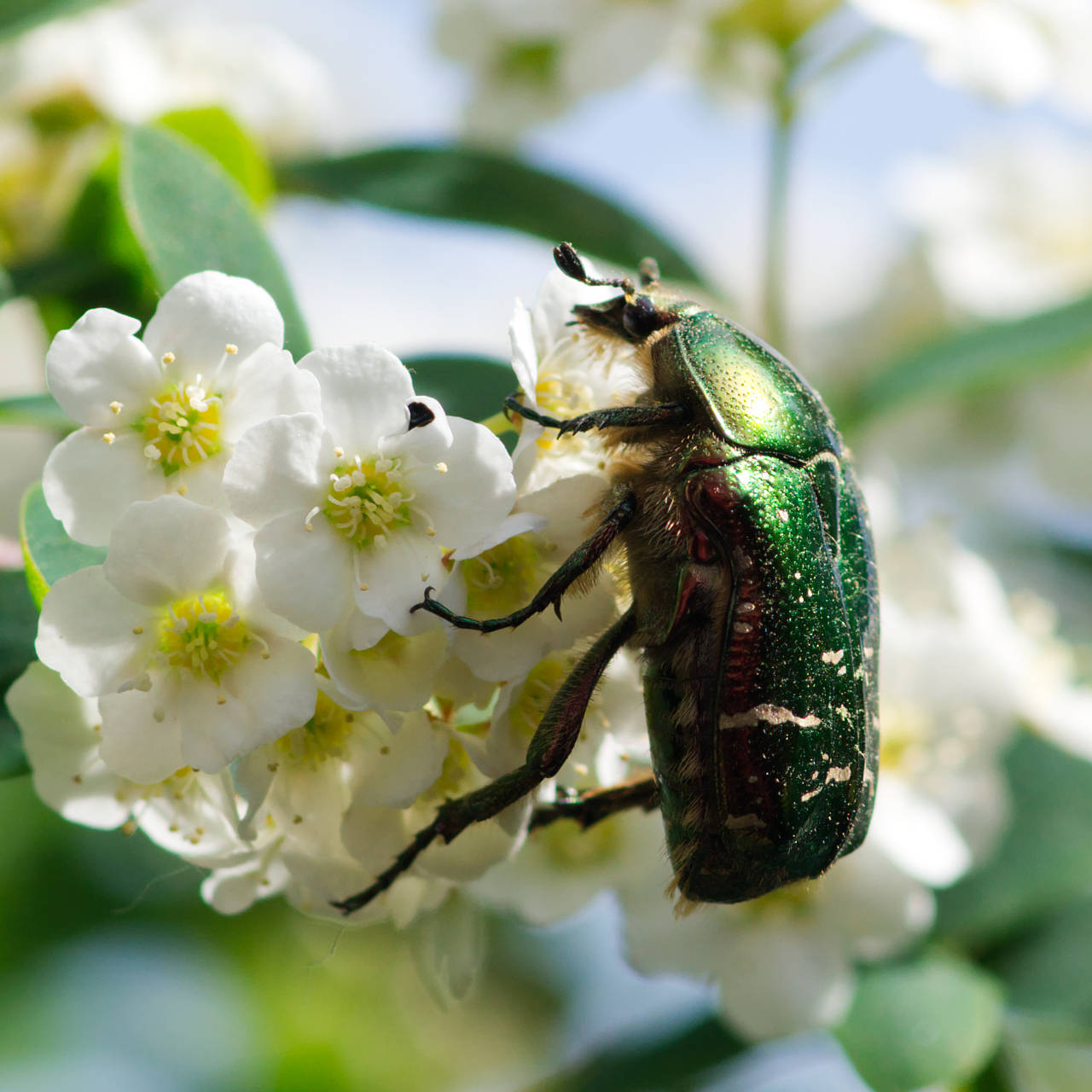 Rosenkäfer auf der Terrasse