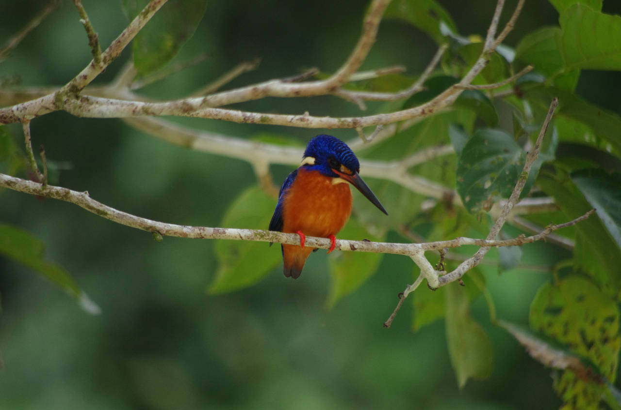 Eisvogel