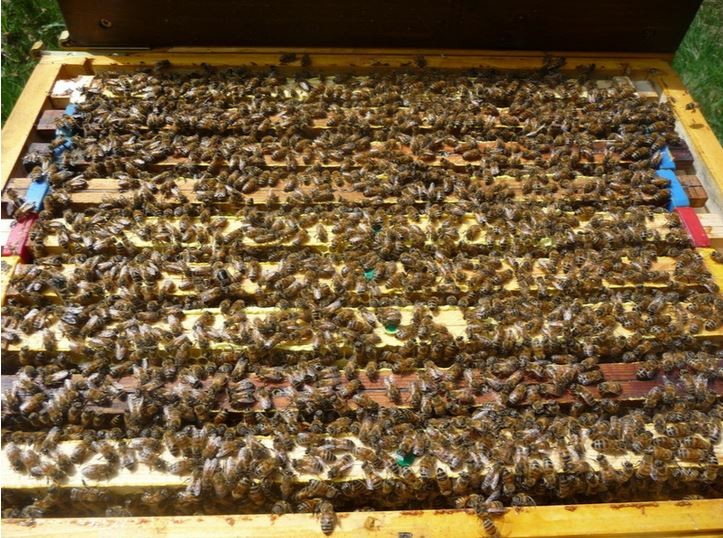 Купить Пчеломаток В Пчеловодных Магазинах Спб Купить Пчеломаток В Пчеловодных Магазинах Спб