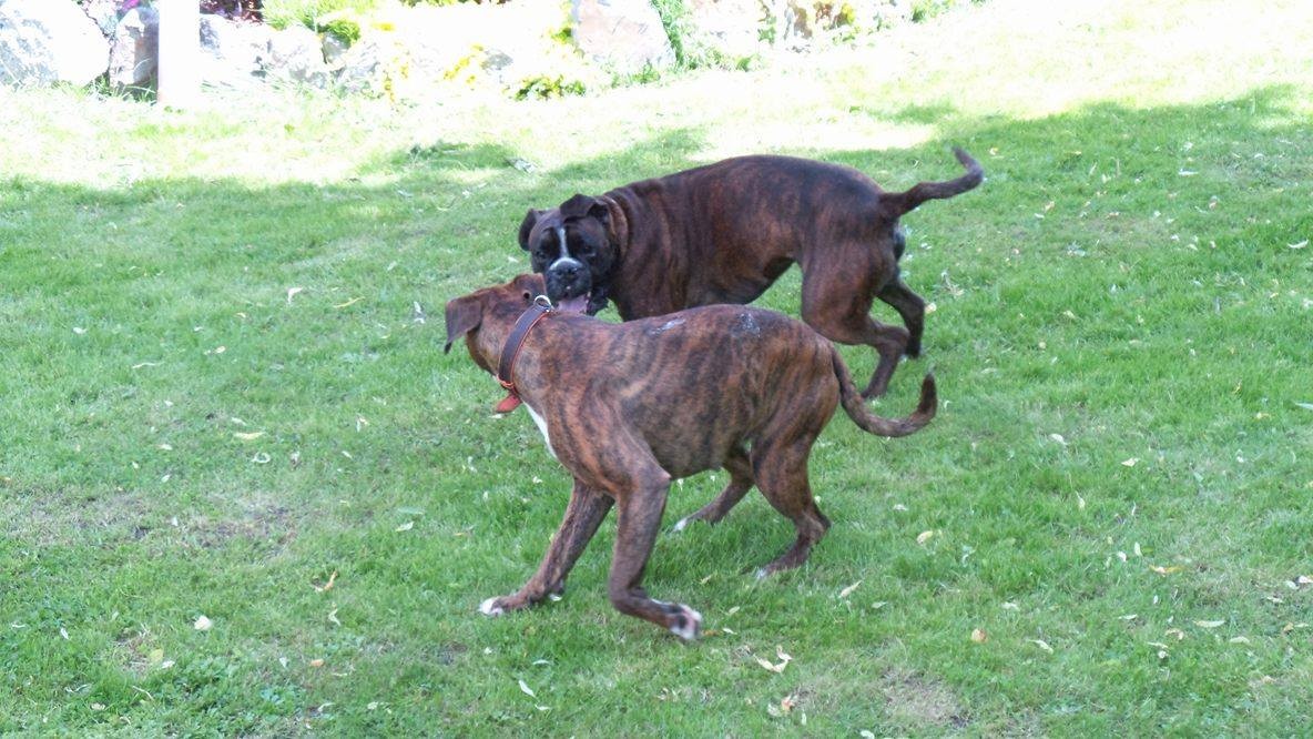 72 - Balu und Emma, Boxerhündin von Uzuri Schröder