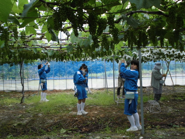 ブドウ園で農作業（ブドウのかさかけ）