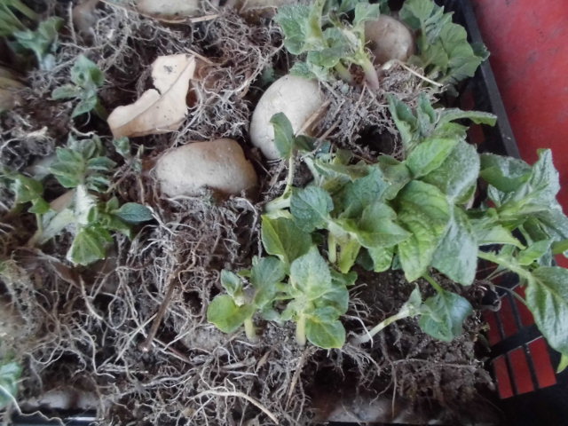 ジャガイモ　きたあかりを植えます。
