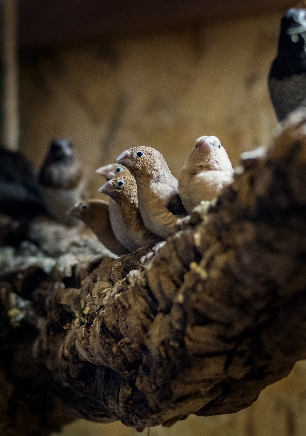 Standartbeschreibung jap. Mövchen, Schauzebrafinken und ...