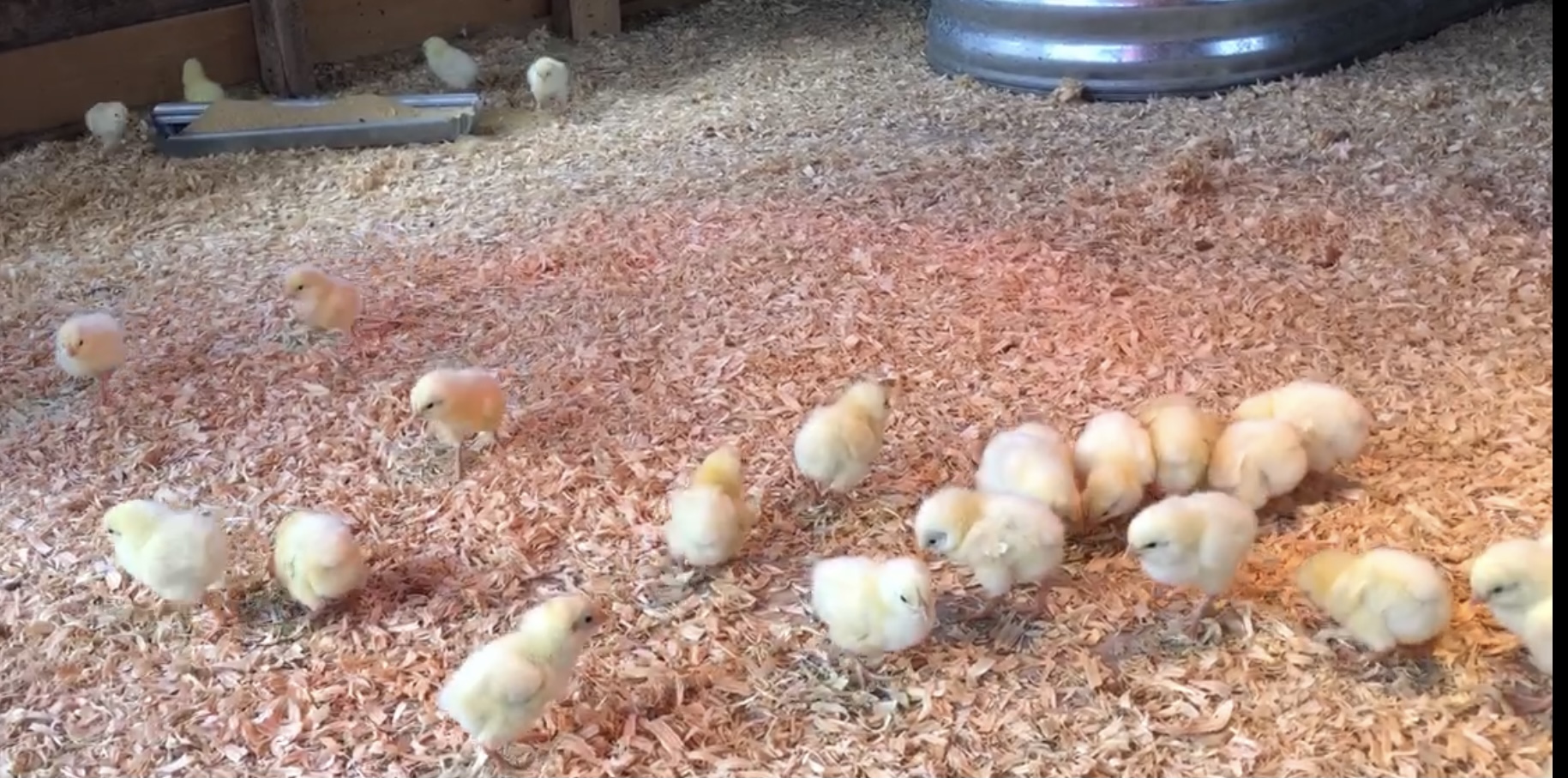 The chicks are checking out their new home.