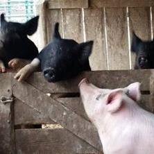 Come over to this side of the fence!
