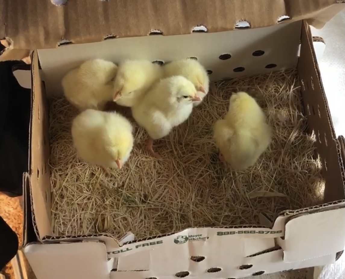 Counting the chicks after pick-up from the post office.