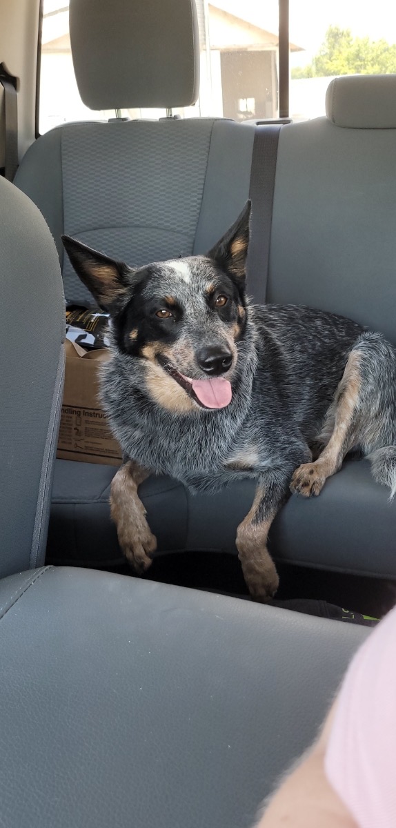 Bandit - our farm dog!