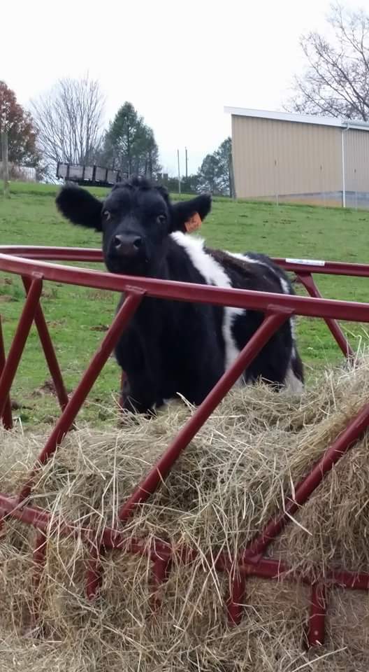 Mooove along...nothing to see here : )