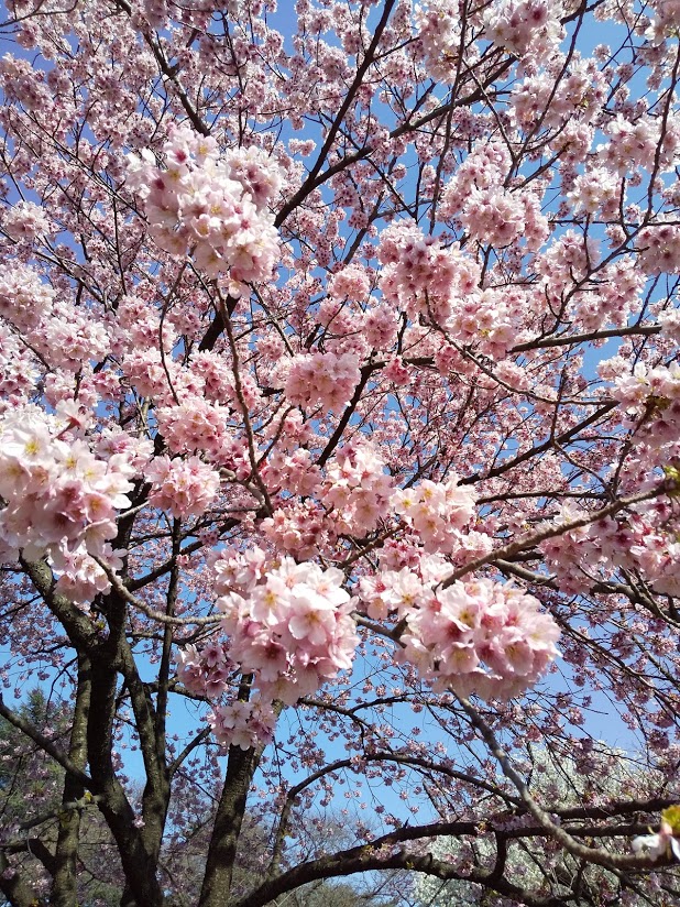 新宿御苑かわいい桜