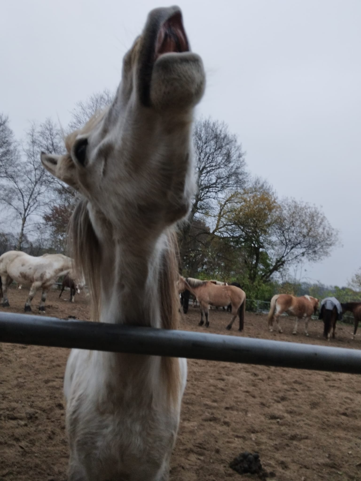 lustige Schnappschüsse - reiterhof-drossmanns Webseite!