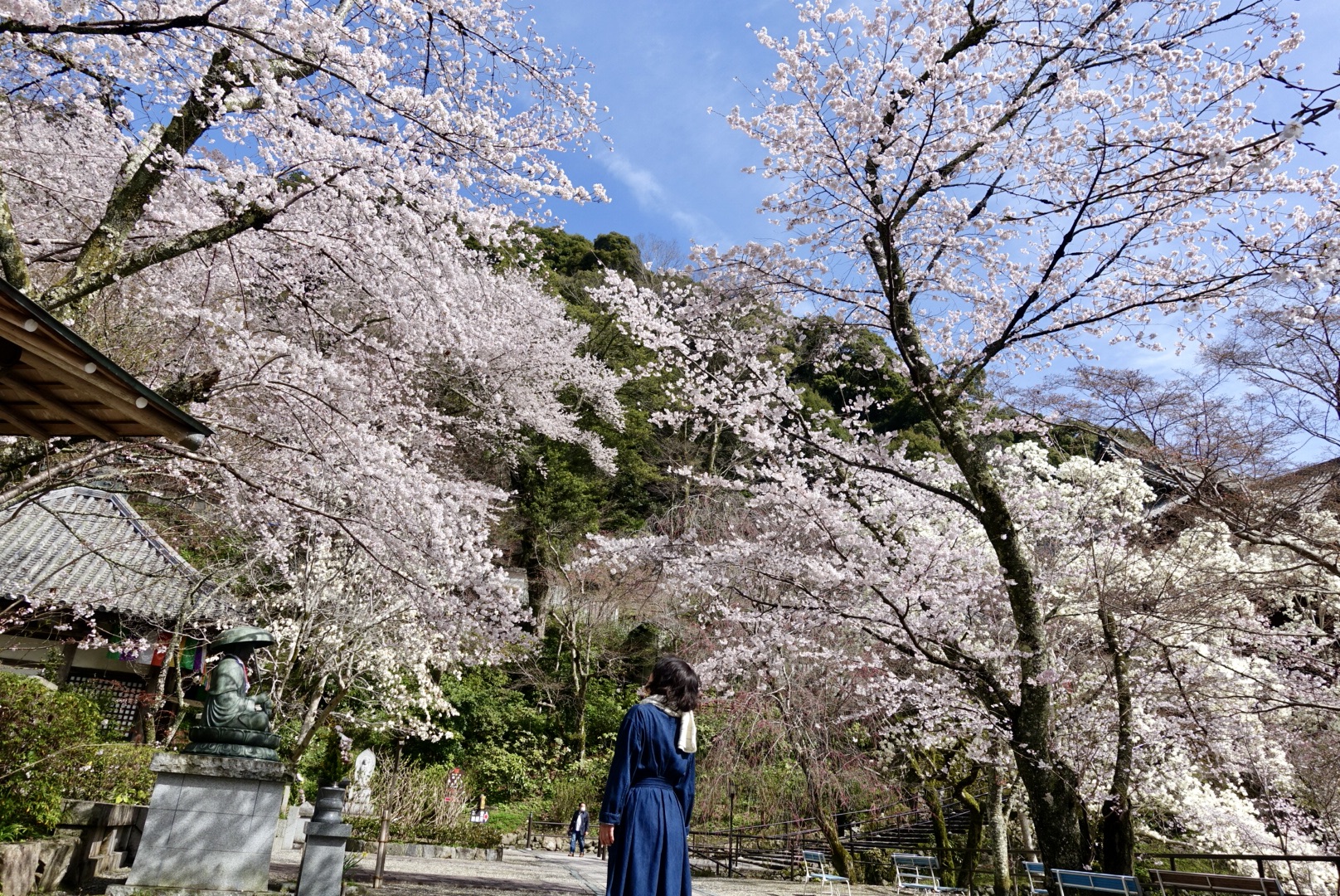 桜の長谷寺朝勤行