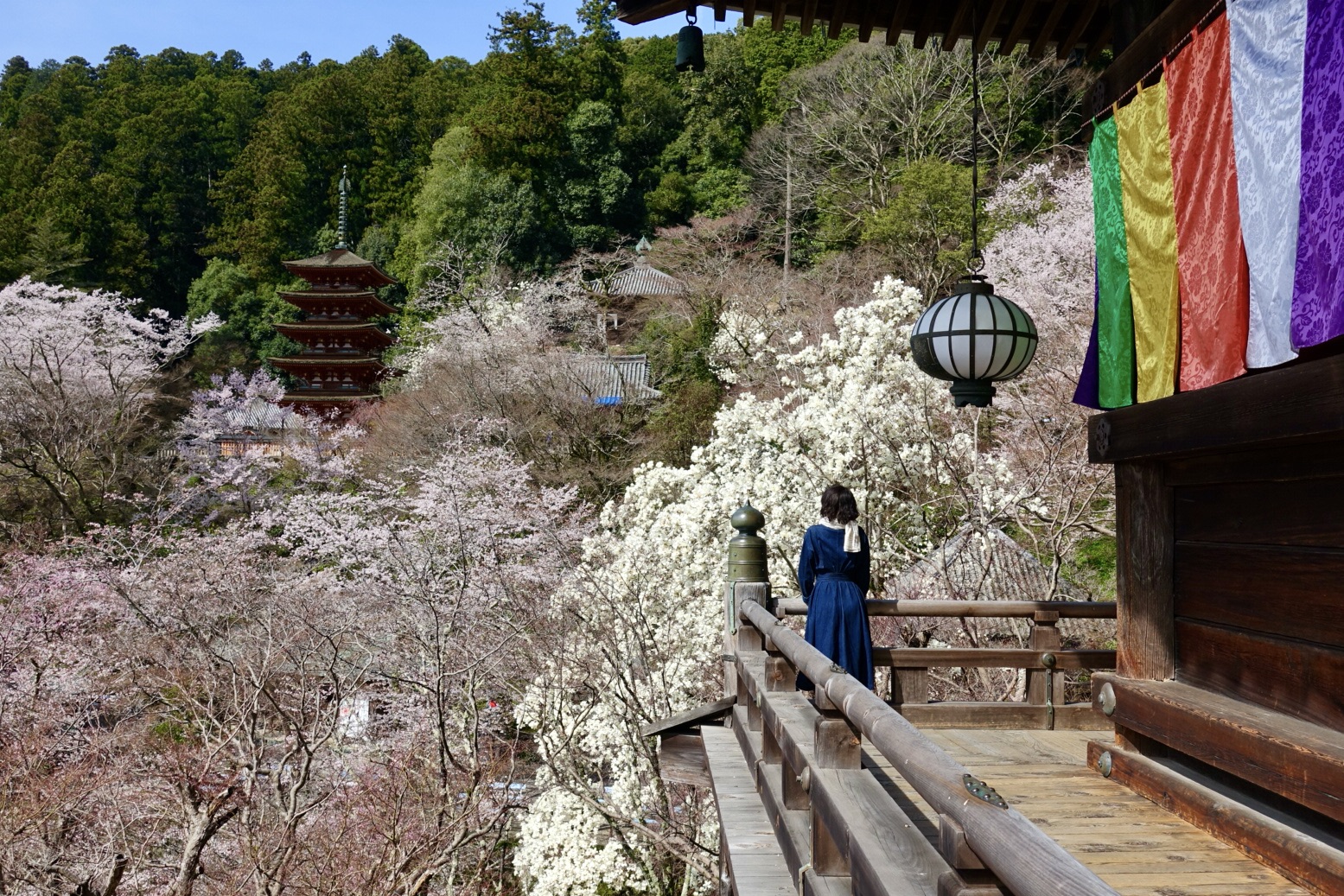 桜の長谷寺朝勤行