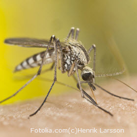 Ekrankungsfälle Influenza 2014/15