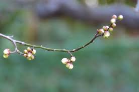 梅の花
