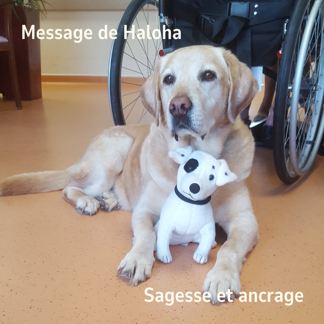Message de Haloha : Sagesse et ancrage