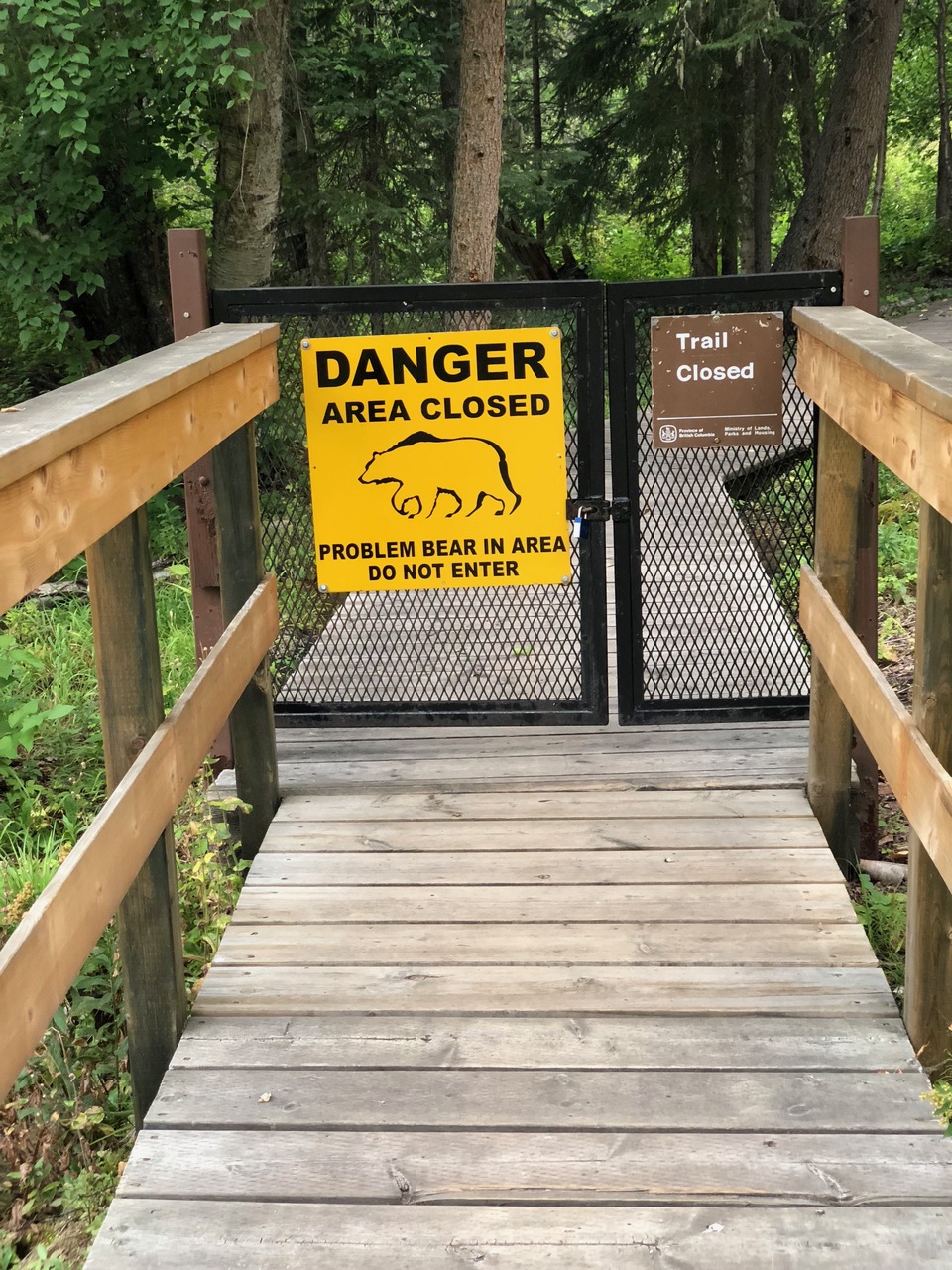 Dangerous Bear in the vicinity