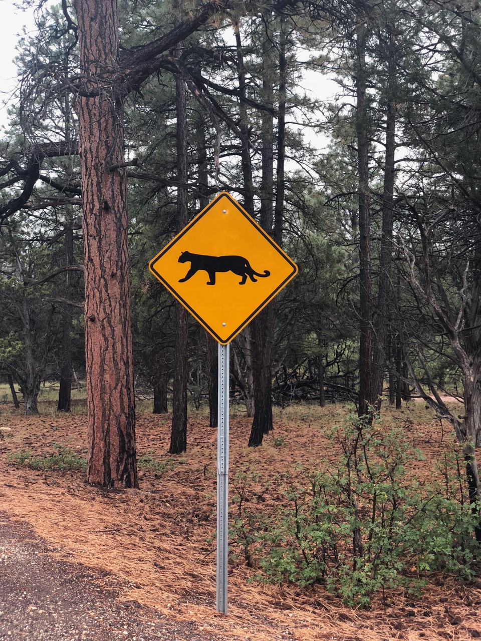 ok then.....I'll be careful I don't run over a mountain lion!