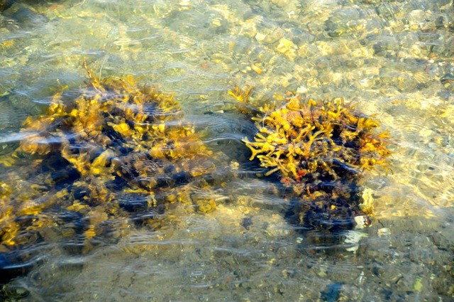 Seegras bzw. Blasentang im Hafen von Avernakø