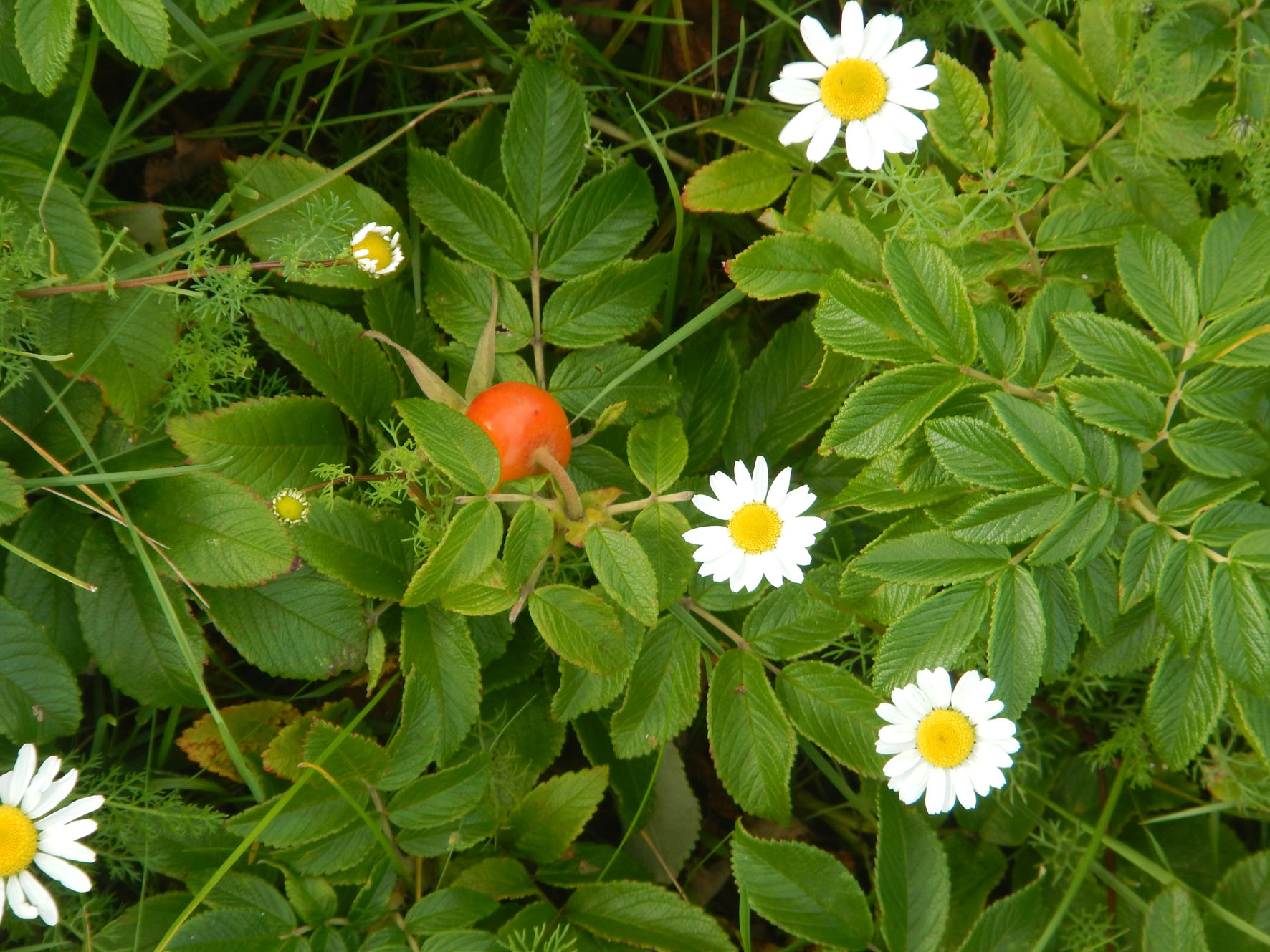 Gänseblümchen an Hagebutte