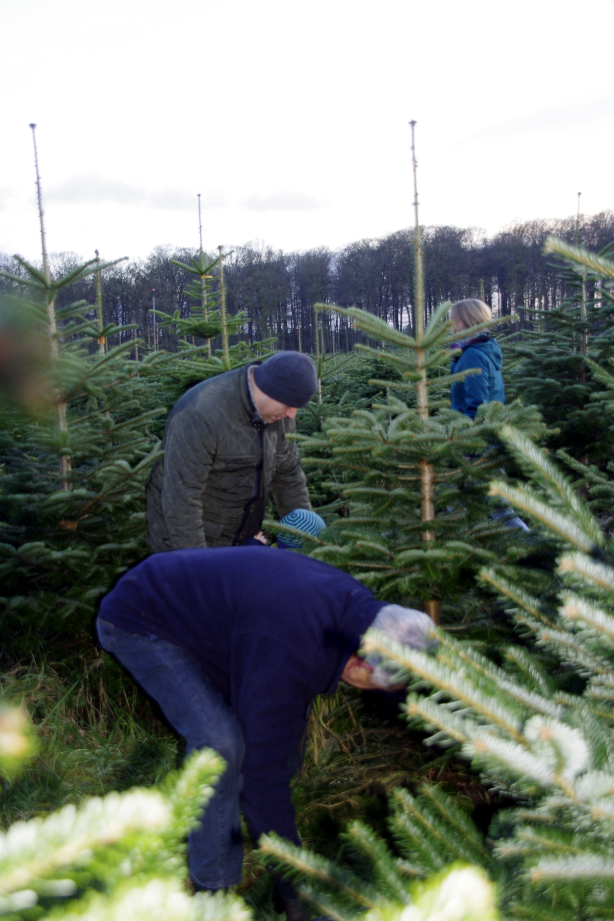 Weihnachtsbaum wird gefällt.