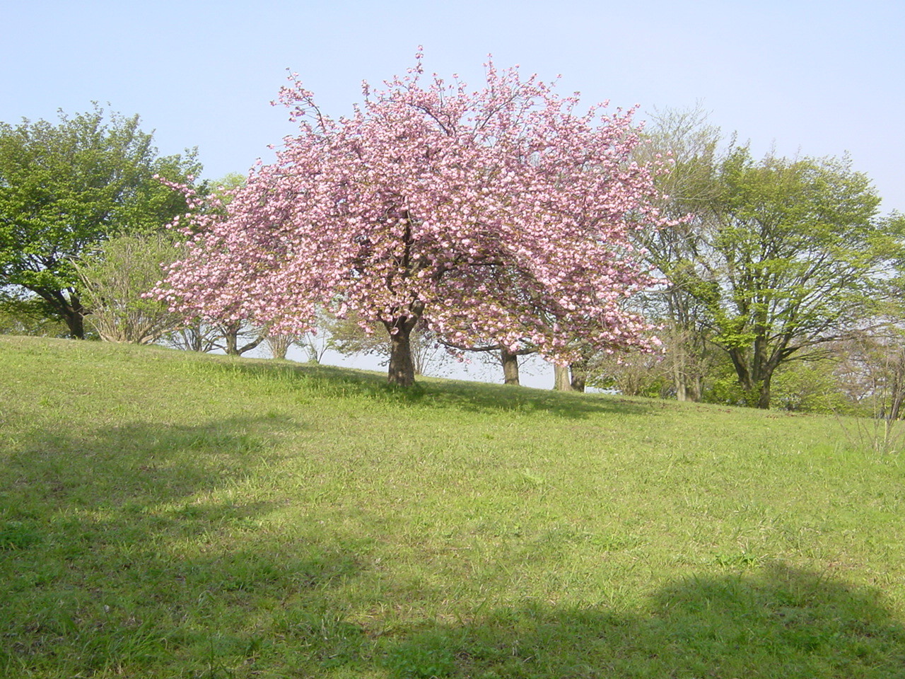 月出松公園の丘の上には満開の八重桜