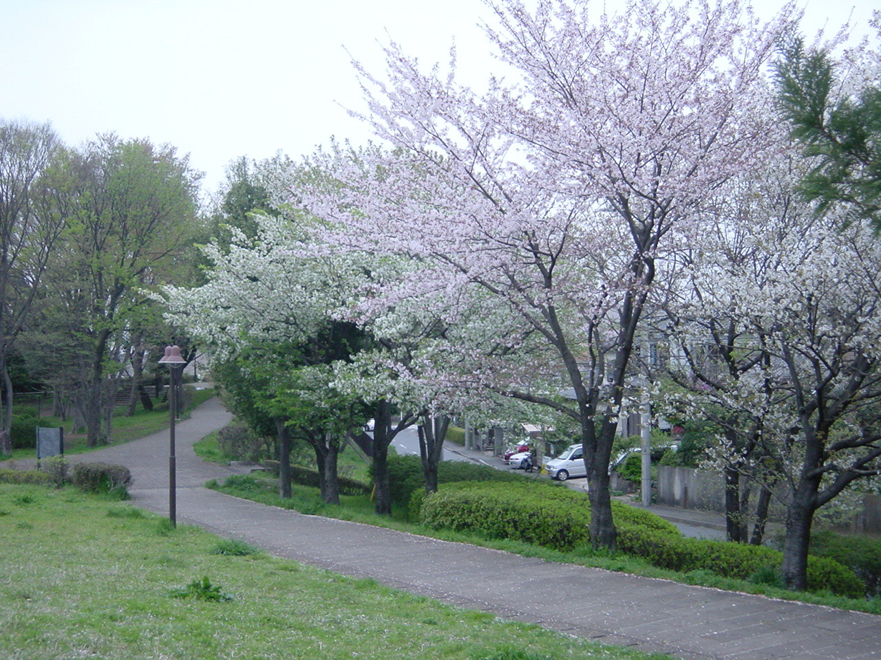 月出松公園の桜