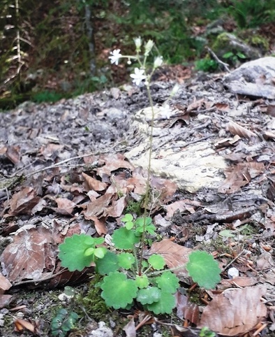 Saxifrage hirsute / Saxifraga hirsuta