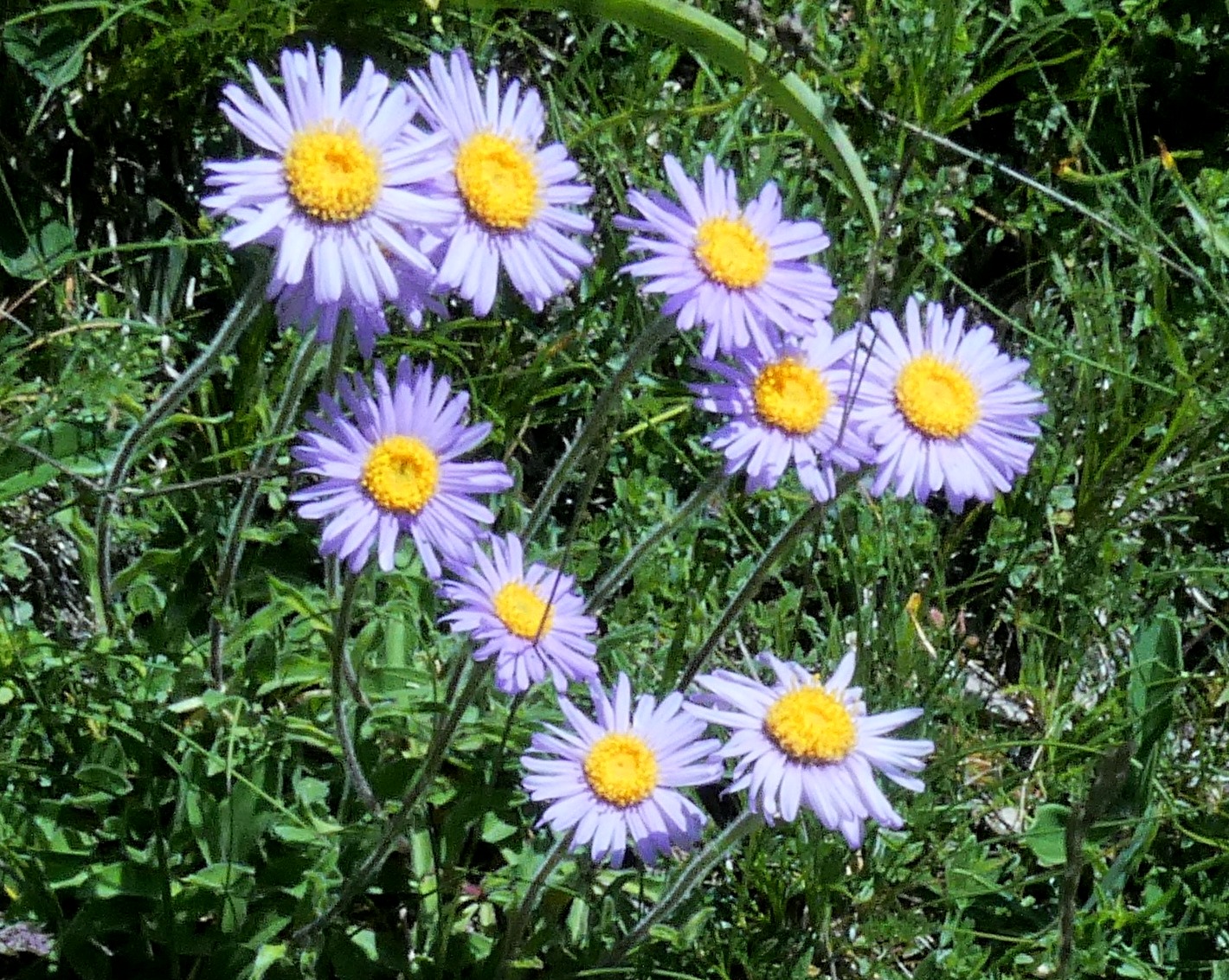 Aster des Alpes / Aster alpinus