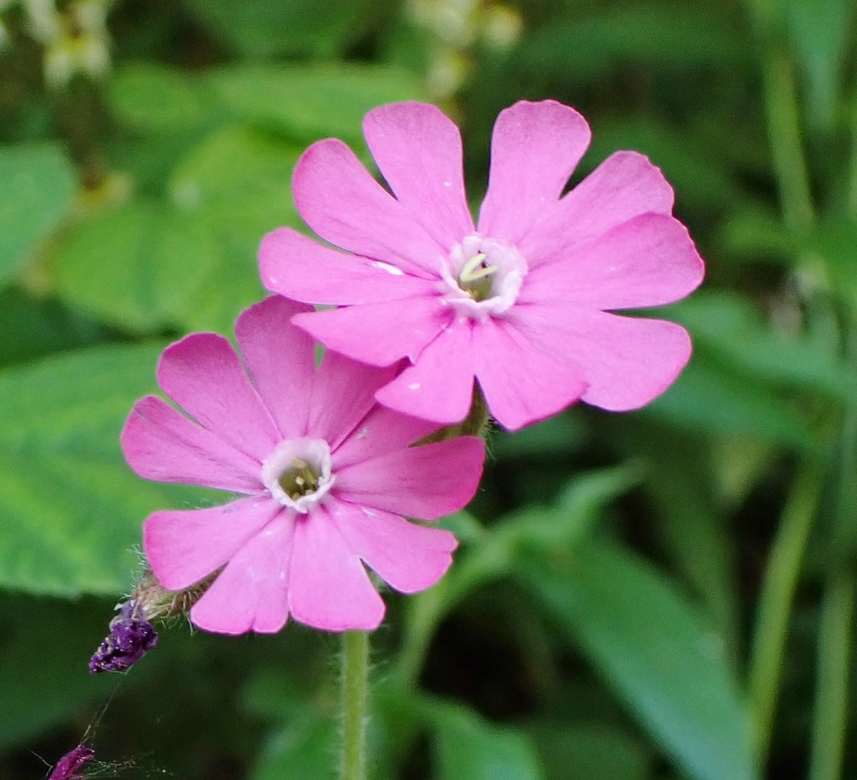 Compagnon rouge / Silene dioica
