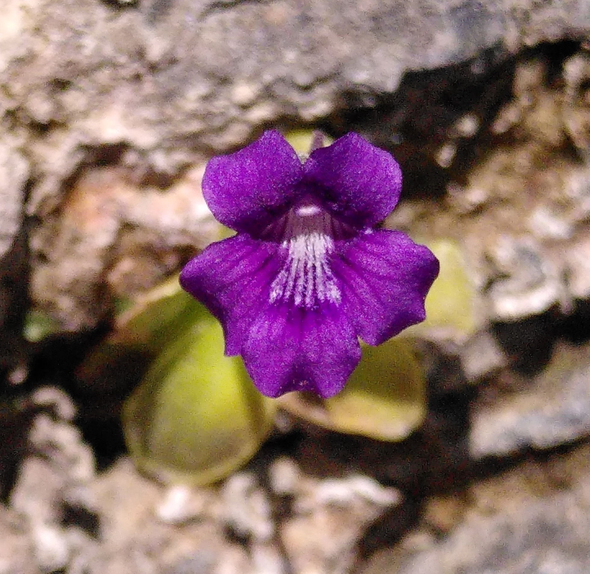 Grassette à grandes fleurs / Pinguicula grandiflora
