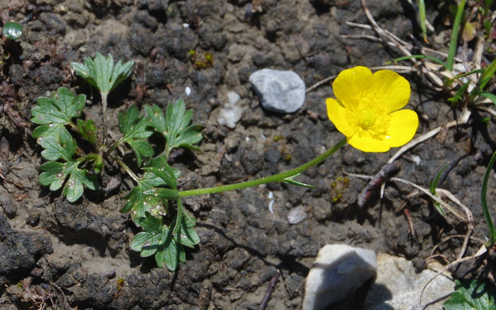 Renoncule de Carinthie / Ranunculus carinthiacus