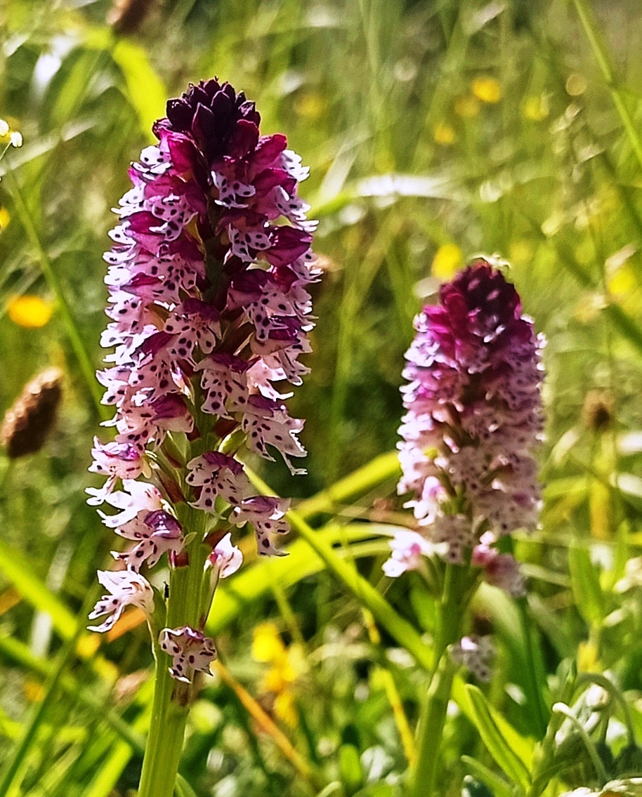 Orchis brûlée / Neotinea ustulata