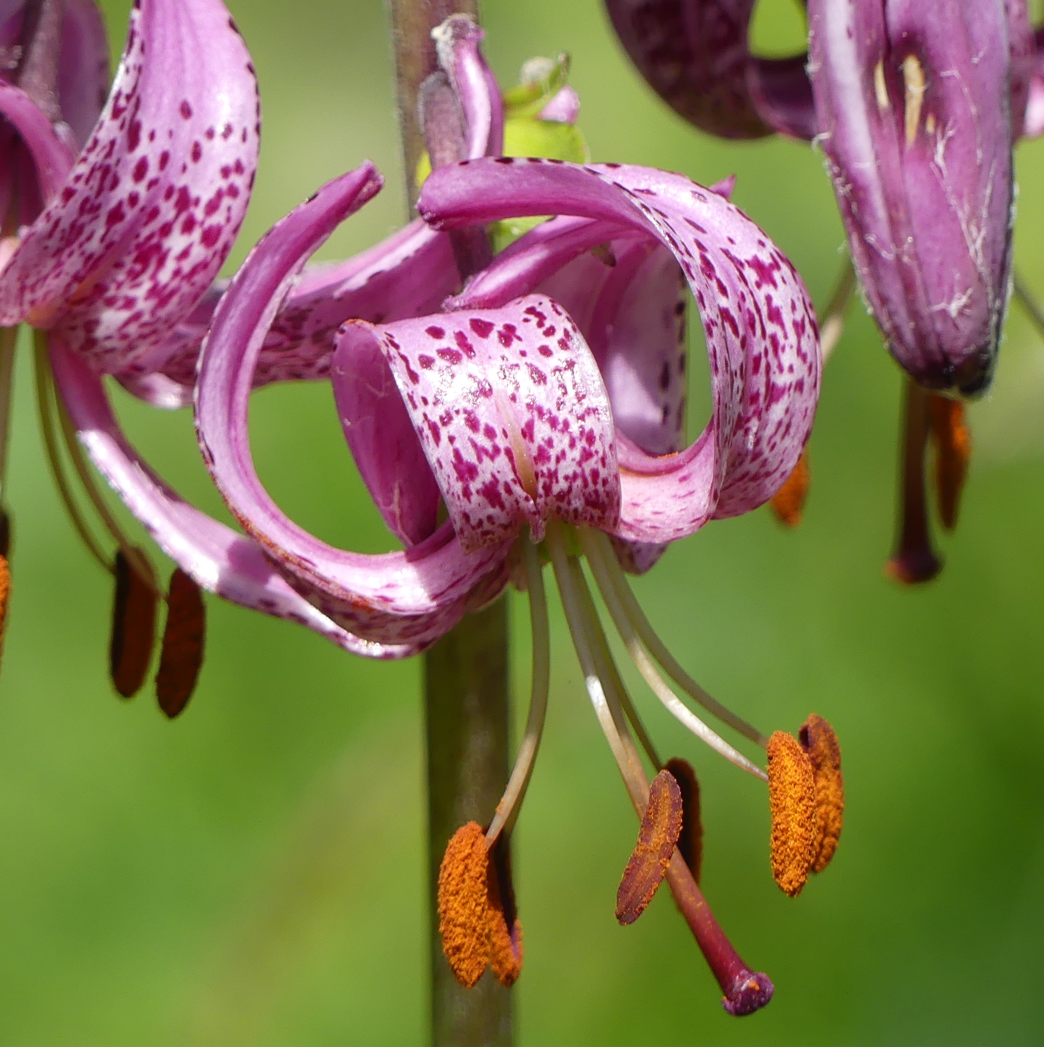 Lys martagon / Lilium martagon