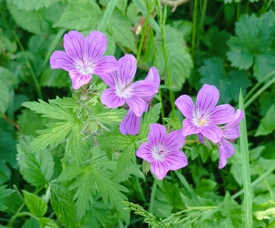 Géranium des bois / Geranium sylvaticum