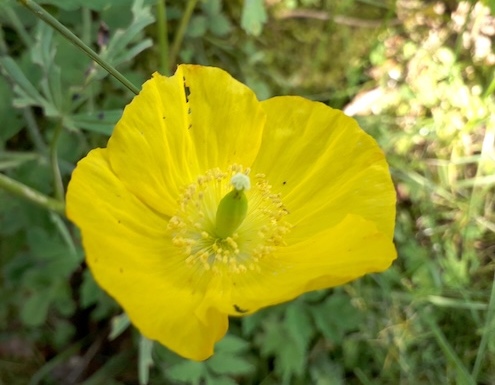 Pavot du Pays de Galles / Papaver cambricum