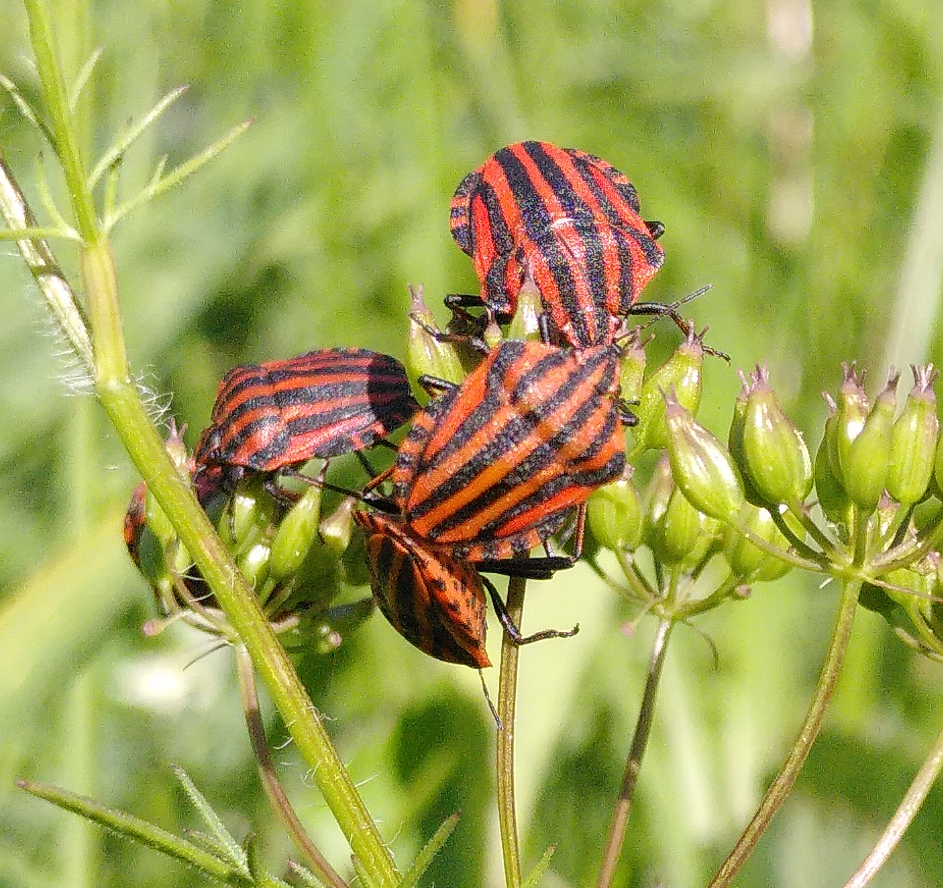 Punaise arlequin