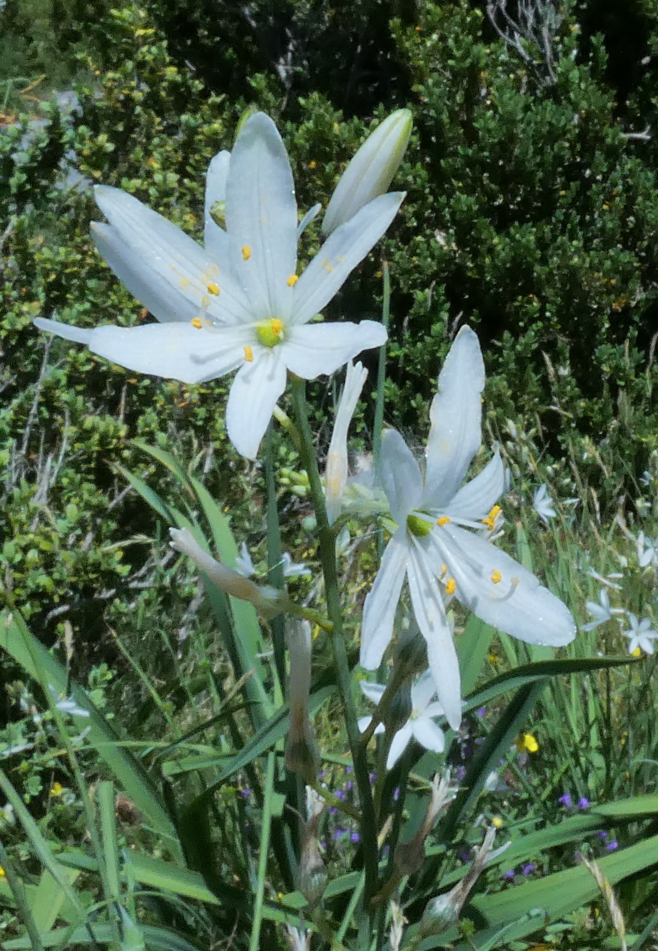 Phalangère / Anthericum liliago
