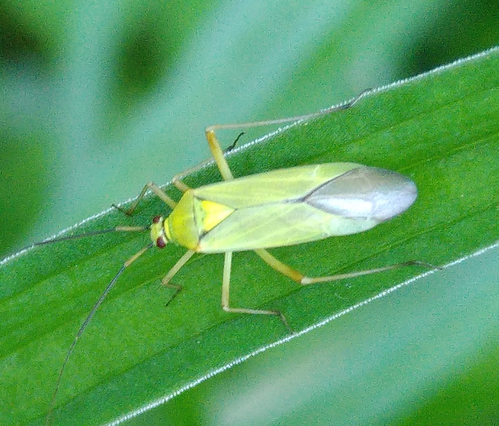 Calocoris alpestris adulte