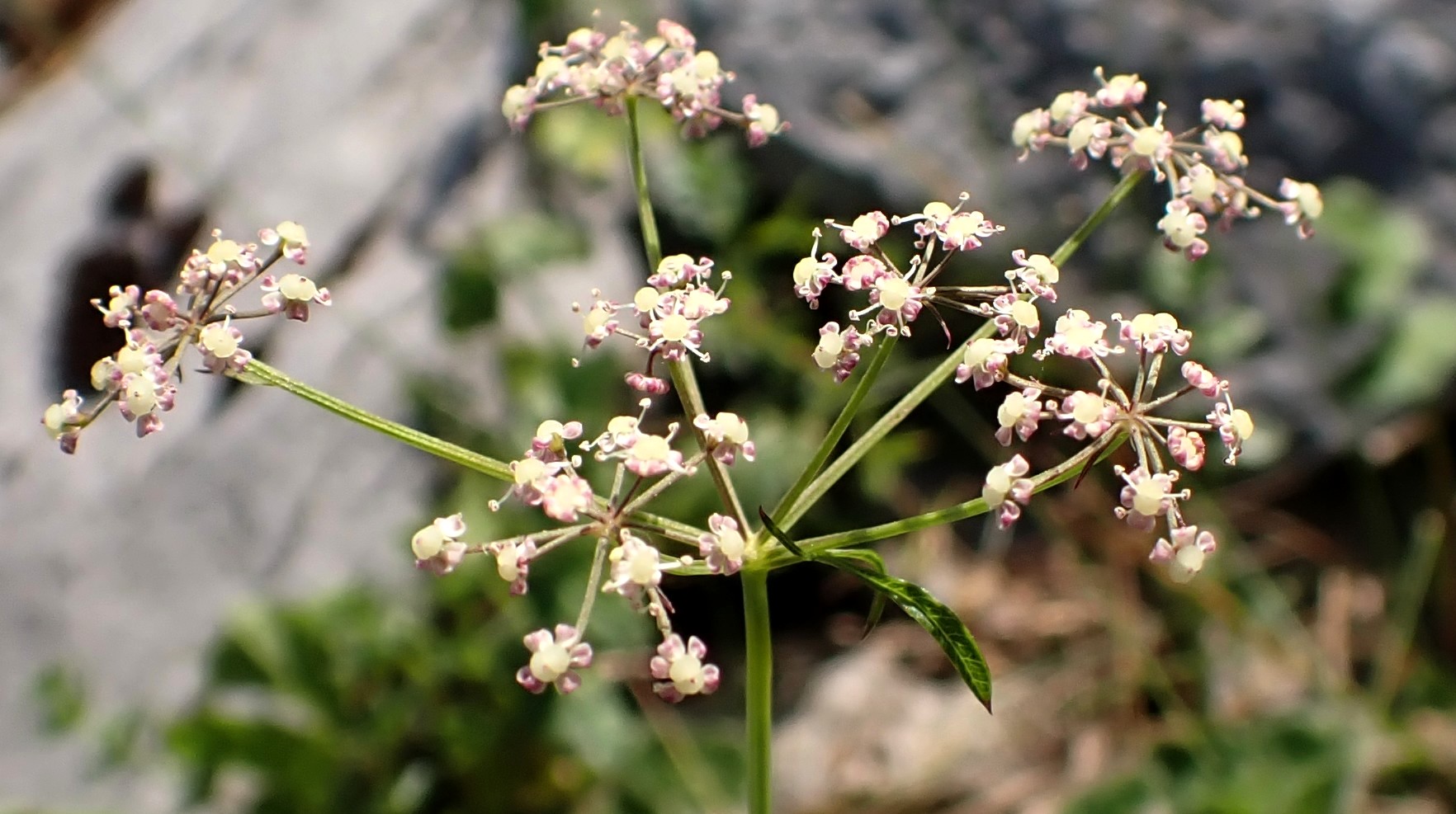 Boucage à feuille de berle / Pimpinella siifolia